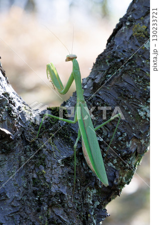 木に止まるオオカマキリ 130233721