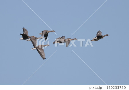 飛翔するマガンの群れ 130233730