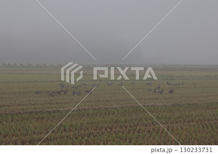 朝霧に中で餌を採るマガンの群れ 130233731