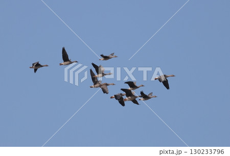 群れで飛ぶヒシクイ 群れで飛ぶヒシクイ 130233796