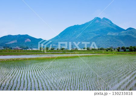 新緑の由布岳と田植えの終わった湯布院の水田 新緑の由布岳と田植えの終わった湯布院の水田 130233818
