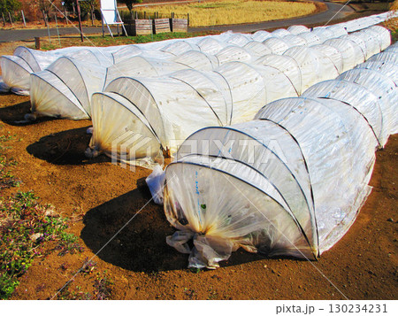 畑のトンネル栽培の風景 畑のトンネル栽培の風景 130234231