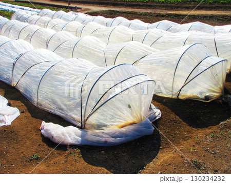 畑のトンネル栽培の風景 130234232