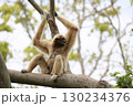 木の上に座り振り返るシロテテナガザル 130234376