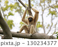 木の上に座ったカメラ目線のシロテテナガザル 130234377