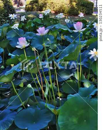 ハスの花が咲く初夏の情景 ハスの花が咲く初夏の情景 130234511