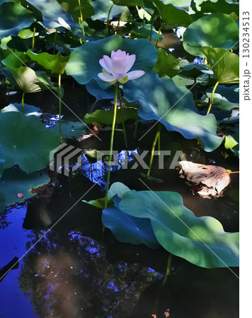 ハスの花が咲く初夏の情景 ハスの花が咲く初夏の情景 130234513