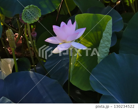 ハスの花が咲く初夏の情景 130234522