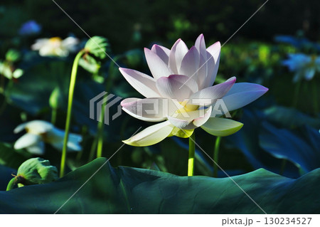 ハスの花が咲く初夏の情景 ハスの花が咲く初夏の情景 130234527