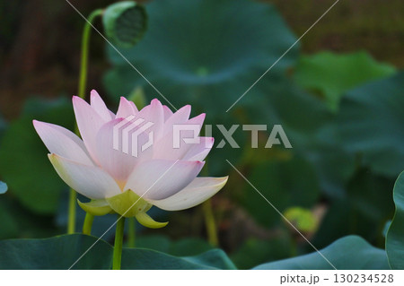 ハスの花が咲く初夏の情景 130234528