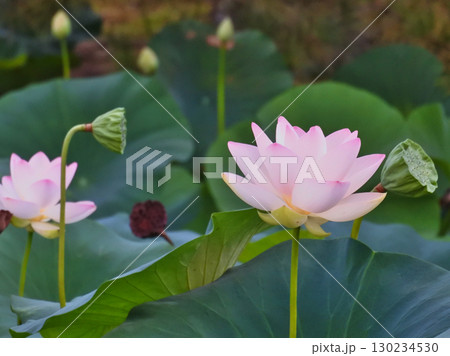 ハスの花が咲く初夏の情景 ハスの花が咲く初夏の情景 130234530