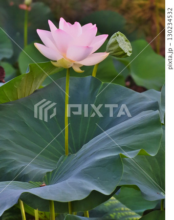 ハスの花が咲く初夏の情景 ハスの花が咲く初夏の情景 130234532