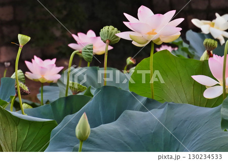 ハスの花が咲く初夏の情景 130234533