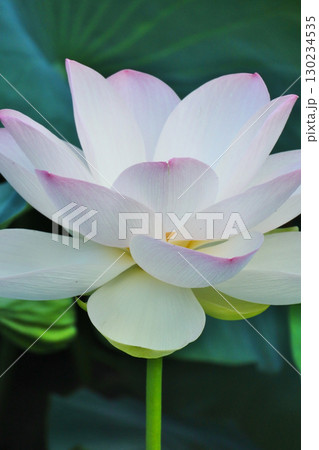 ハスの花が咲く初夏の情景 130234535