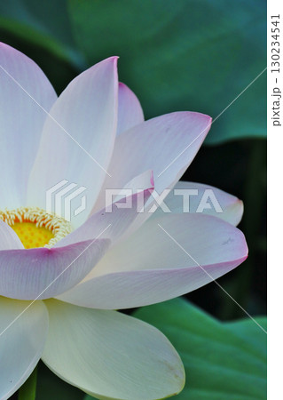 ハスの花が咲く初夏の情景 130234541
