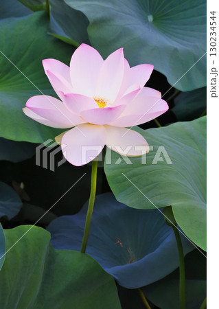ハスの花が咲く初夏の情景 130234544