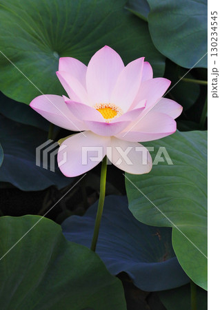 ハスの花が咲く初夏の情景 130234545