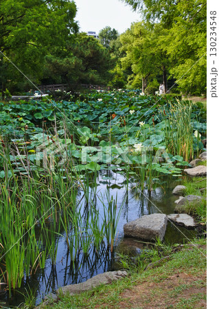ハスの花が咲く初夏の情景 ハスの花が咲く初夏の情景 130234548