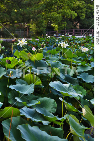 ハスの花が咲く初夏の情景 130234549