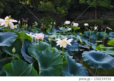 ハスの花が咲く初夏の情景 130234550