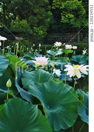 ハスの花が咲く初夏の情景 130234551