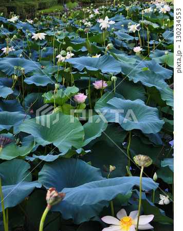 ハスの花が咲く初夏の情景 130234553