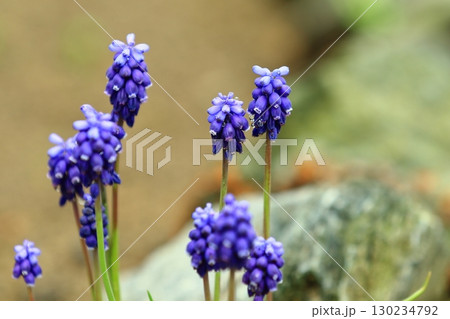 青いムスカリの花 青いムスカリの花 130234792