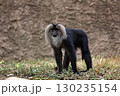 四足で立つシシオザル 130235154