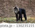 目を閉じて立つシシオザル 130235155