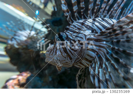 ハナミノカサゴ 130235169