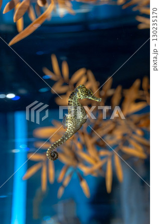 タツノオトシゴ 130235170