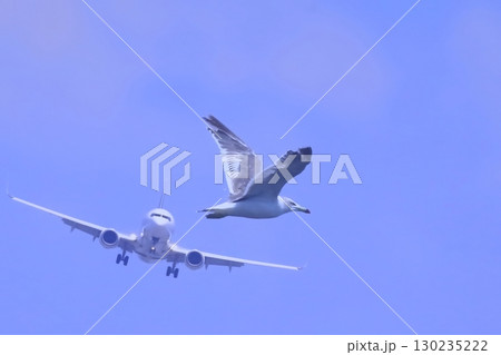 飛行機とウミネコ(合成写真) 飛行機とウミネコ(合成写真) 130235222