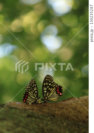 二人の世界 130235287