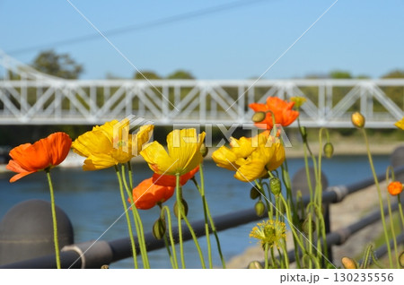 ヒナゲシの花･月見橋（岡山県岡山市北区） 130235556