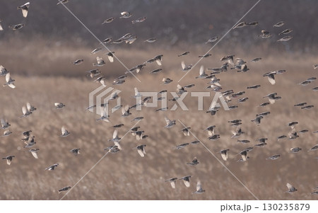 草原を群れで飛ぶベニヒワ 130235879