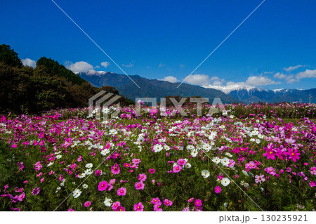 コスモス畑と冠雪の中央アルプス 130235921