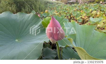 蓮の蕾 130235976