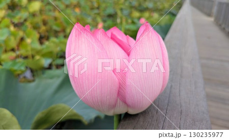 蓮の花のある風景 蓮の花のある風景 130235977