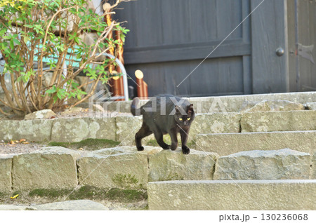 八幡山城 130236068