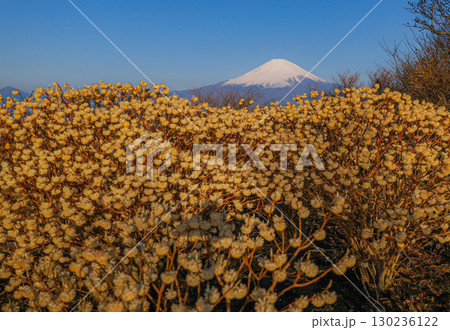 ミツマタと富士山 130236122