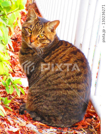 埼玉県川口市の芝川サイクリングロードの野良猫のいる風景 130236271