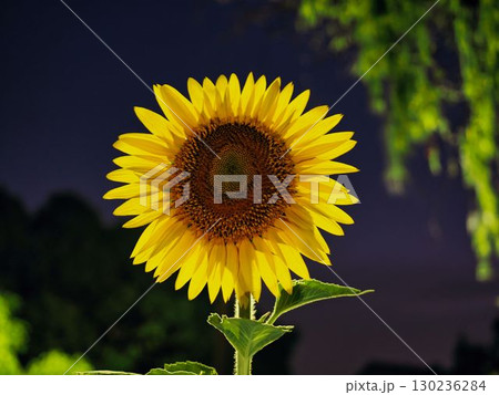 ヒマワリの花のクローズアップ ヒマワリの花のクローズアップ 130236284
