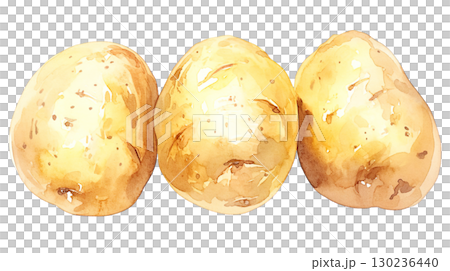 透明背景上的馬鈴薯水彩插圖（png） 130236440