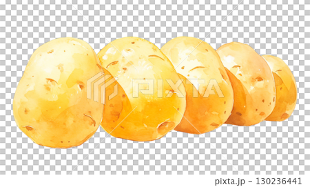 透明背景上的馬鈴薯水彩插圖（png） 130236441