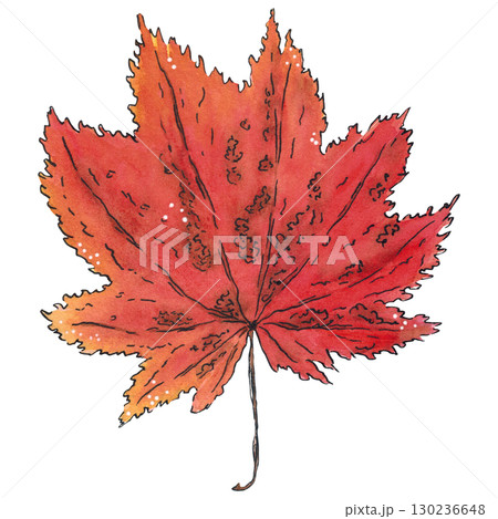 Autumn leaf from a maple tree. Watercolor illustration hand drawn using graphics and ink. Suitable for postcard design, stickers. Plants, tree, leaf, greens, summer, autumn, leaf Autumn leaf from a maple tree. Watercolor illustration hand drawn using graphics and ink. Suitable for postcard design, stickers. Plants, tree, leaf, greens, summer, autumn, leaf 130236648