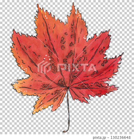 Autumn leaf from a maple tree. Watercolor illustration hand drawn using graphics and ink. Suitable for postcard design, stickers. Plants, tree, leaf, greens, summer, autumn, leaf 130236648