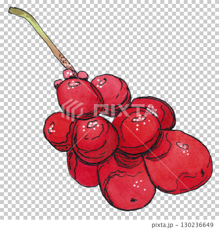 Cluster of Schisandra berries. Watercolor illustration hand drawn using graphics and ink. Suitable for postcard design, stickers. Plants, tree, berry, autumn, liana, lemongrass, wild berry 130236649