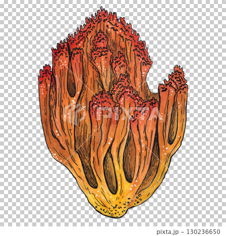 Orange mushroom deer horns. Hand drawn watercolor illustration. Drawing for stickers, cards, posters. autumn, mushroom, forest, yellow, orange, nature 130236650