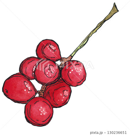 Cluster of Schisandra berries. Watercolor illustration hand drawn using graphics and ink. Suitable for postcard design, stickers. Plants, tree, berry, autumn, lemongras 130236651