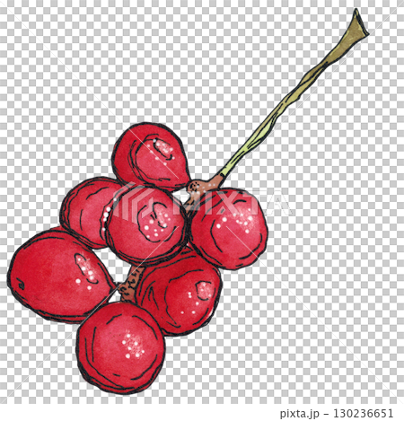 Cluster of Schisandra berries. Watercolor illustration hand drawn using graphics and ink. Suitable for postcard design, stickers. Plants, tree, berry, autumn, lemongras 130236651